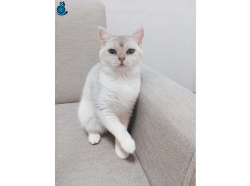 Ücretsiz Dünya tatlısı 