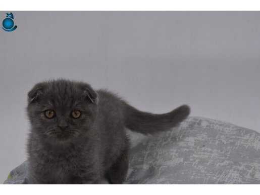 Ücretsiz sahiplendirme 