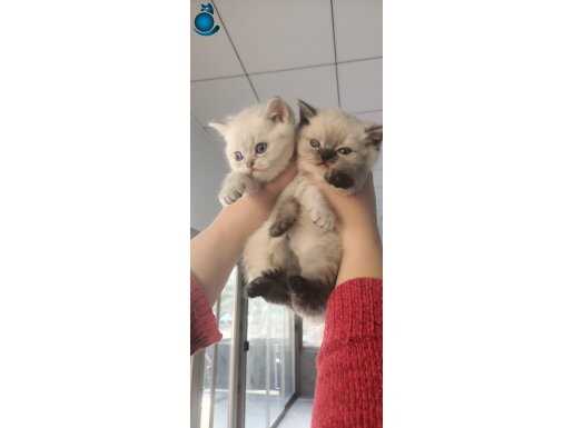 Ankara içi ücretsiz minik kediş