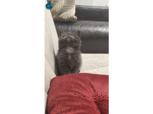 Sadece Ankara içine oyuncu hareketli british shorthair 