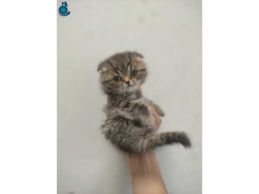 Ücretsiz sahiplendirme 