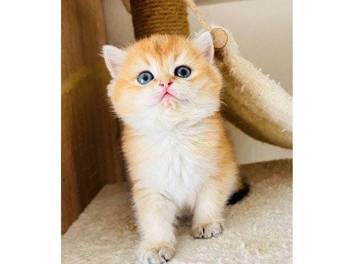 Güvenli sahiplendirme yapılacaktır. Detaylar açıklamada