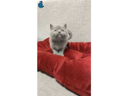 Sadece Ankara içine sevimli neşeli british shorthair 