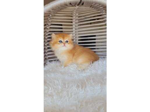 Altın Tüy Göz Kamaştırıcı British Longhair
