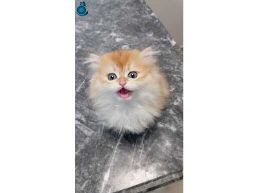 Ücretsiz sahiplendirme 