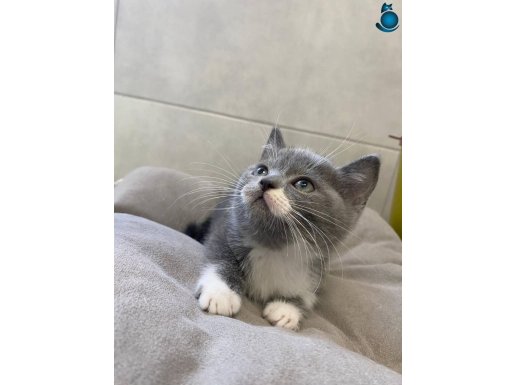 British Shorthair Minikleri