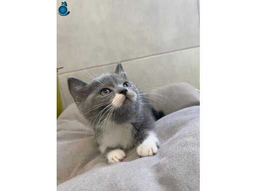 Ücretsiz sahiplendirme 