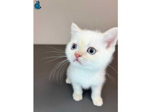 Ankara içine ücretsiz** Oyuncu Sevimli British Shorthair 