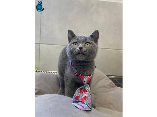  British Shorthair minik Kedişe yuva arıyoruz.