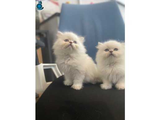 British longhair Yavrumuza ömürlük yuva