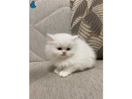 Tuvalet Eğitimli Pamuksu British Longhair