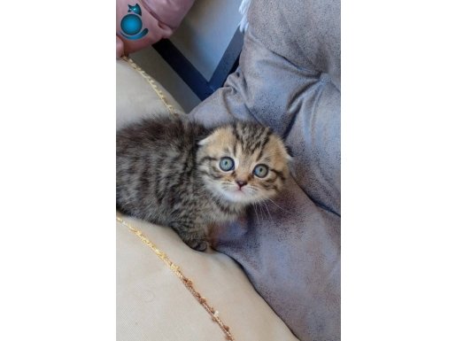 Ücretsiz sahiplendirme 