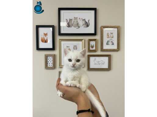 Ücretsiz sahiplendirme 