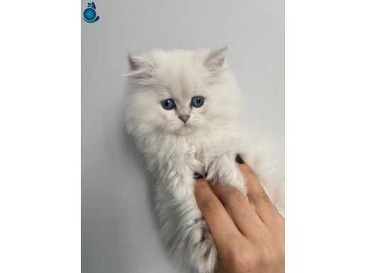 Mavişimize ömürlük yuva aranıyor 