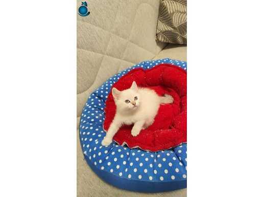 Sadece Ankara içine sevimli oyuncu British shorthair 