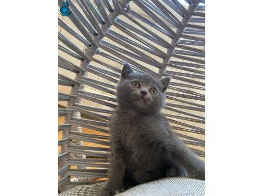 İnsan canlısı sevgi dolu ücretsiz british shorthair 