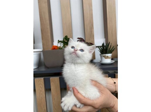 Ücretsiz sahiplendirme 