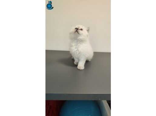 Ankara içine ücretsiz oyuncu british longhair sahiplendirme
