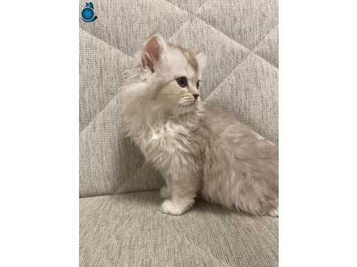 Ücretsiz sahiplendirme