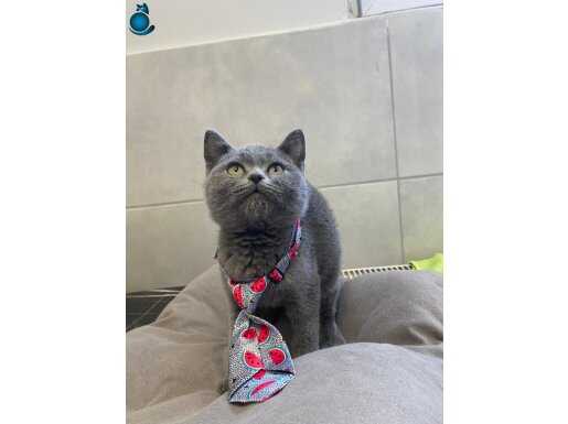 Ücretsiz sahiplendirme 