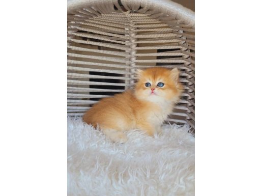 Uysal British Longhair