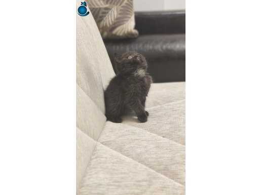 Ankara içine ücretsiz british shorthair oyuncu karakterli