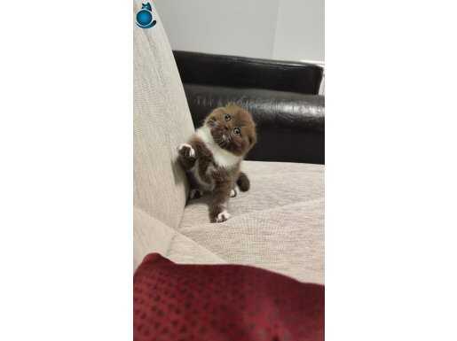 Sadece Ankara içine sahiplendirme scottish fold 