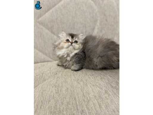 Bilinçli sahiplendirme