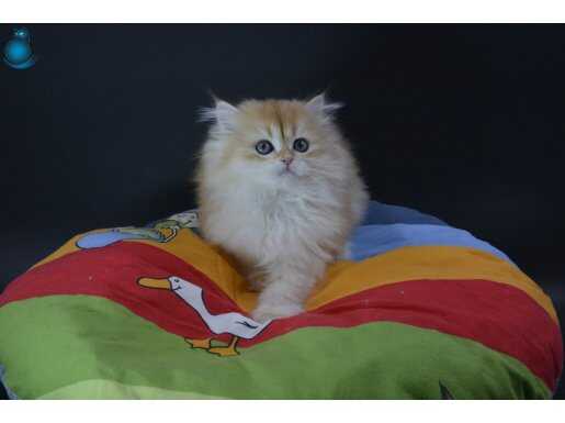 Ücretsiz sahiplendirme 