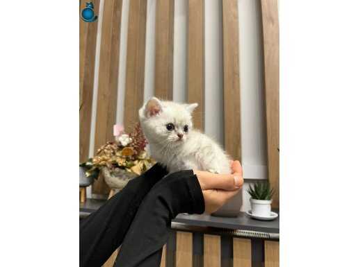 Ücretsiz sahiplendirme 