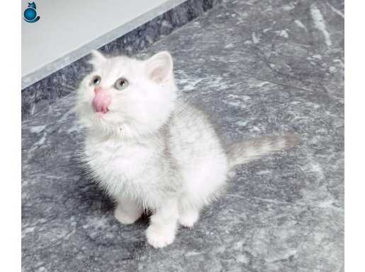 Ücretsiz silver yavru