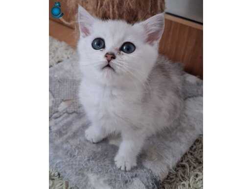 Ücretsiz british yavru 