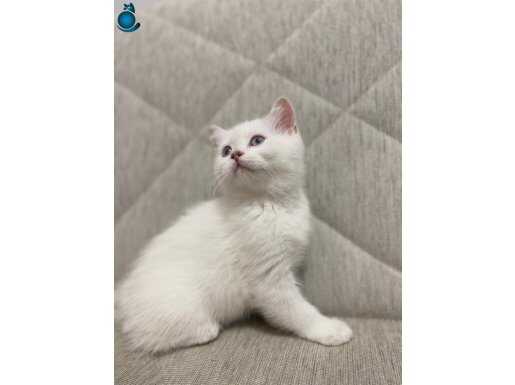 Ücretsiz sahiplendirme 