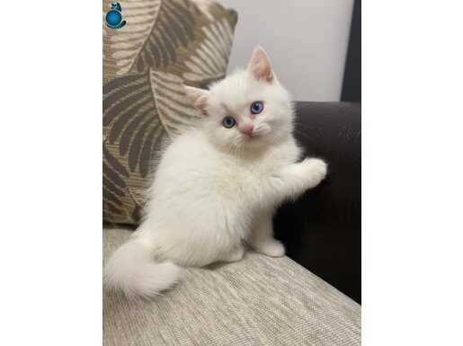 Güvenli sahiplendirme 