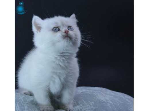 Ankara Çankaya’da Tuvalet Eğitimli Safkan British Shorthair Yavru