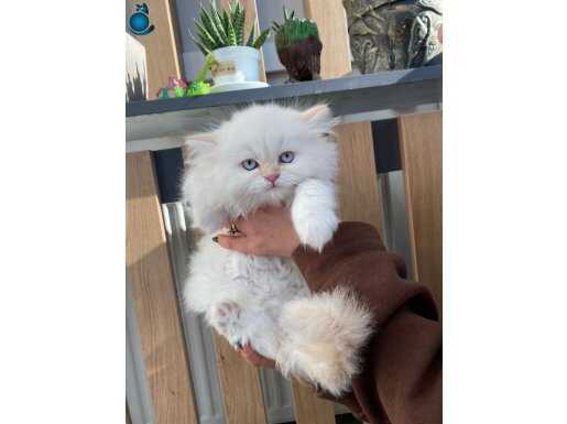 Ücretsiz sahiplendirme 