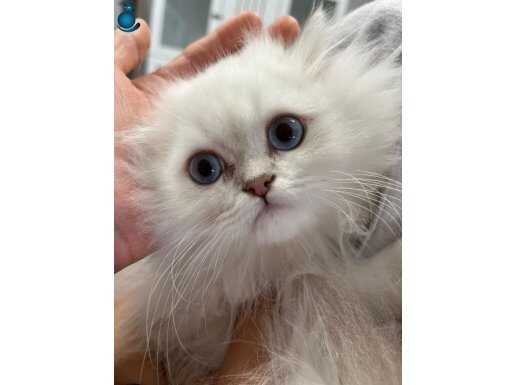 Ücretsiz sahiplendirme 