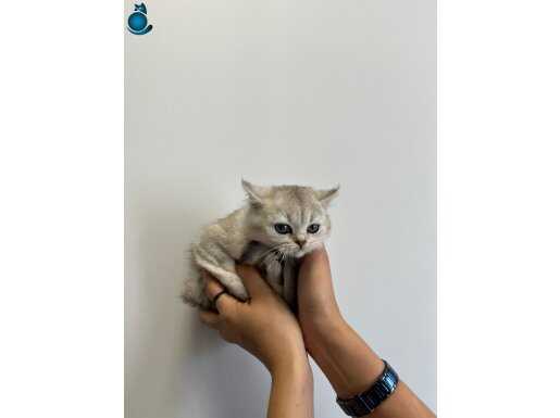 Ücretsiz sahiplendirme