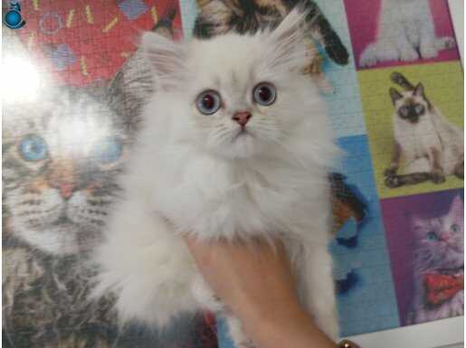 Ücretsiz sahiplendirme 