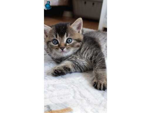 Ücretsiz silver golden bebek 