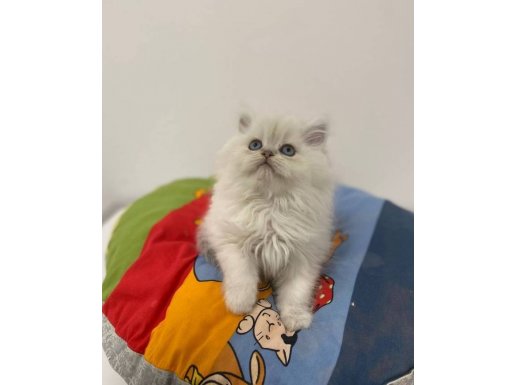 Uysal Karakterli British Longhair