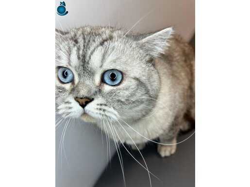 Ankara içine ücretsiz British Silver shorthair 