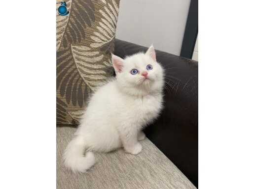 Mavi Gözlü Bembeyaz British Shorthair Yavrusu