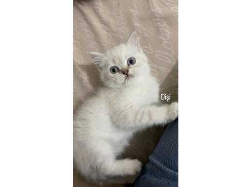 British Shorthair Güvenli Sahiplendirme 