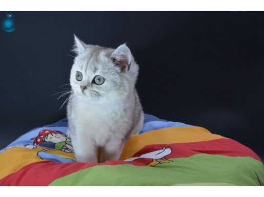 Ücretsiz sahiplendirme 