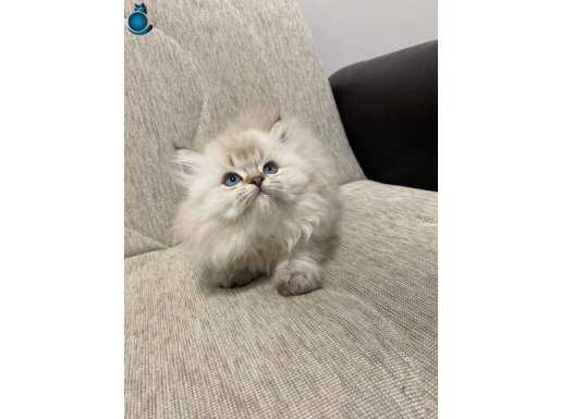 Bilinçli sahiplendirme 