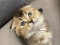 Scottish Fold