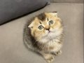 Scottish Fold