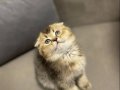 Scottish Fold