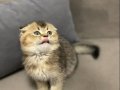 Scottish Fold